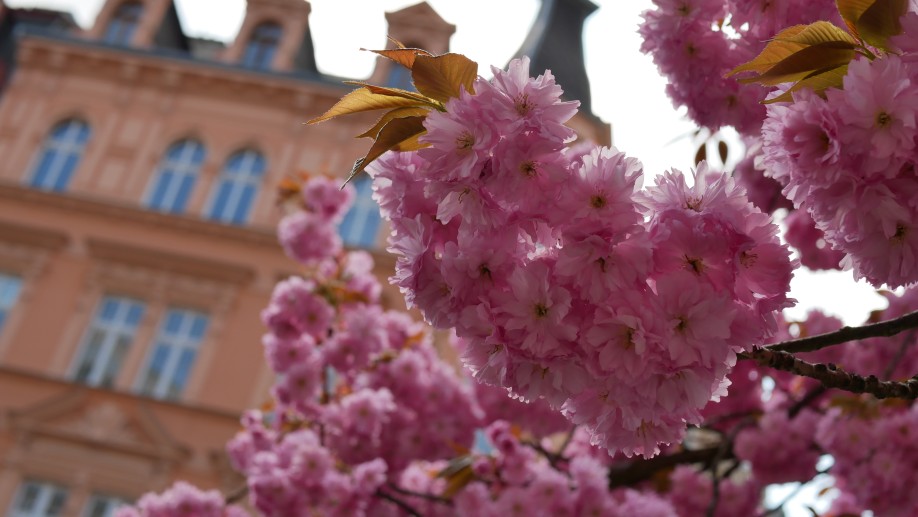 Karlovy Vary Magnolia